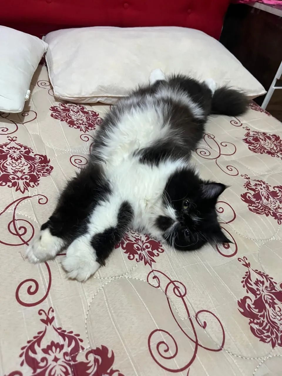 Vende se um gato persa