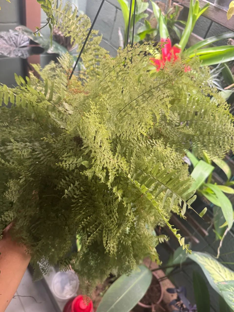Samambaia cabelo de anjo - Foto 2