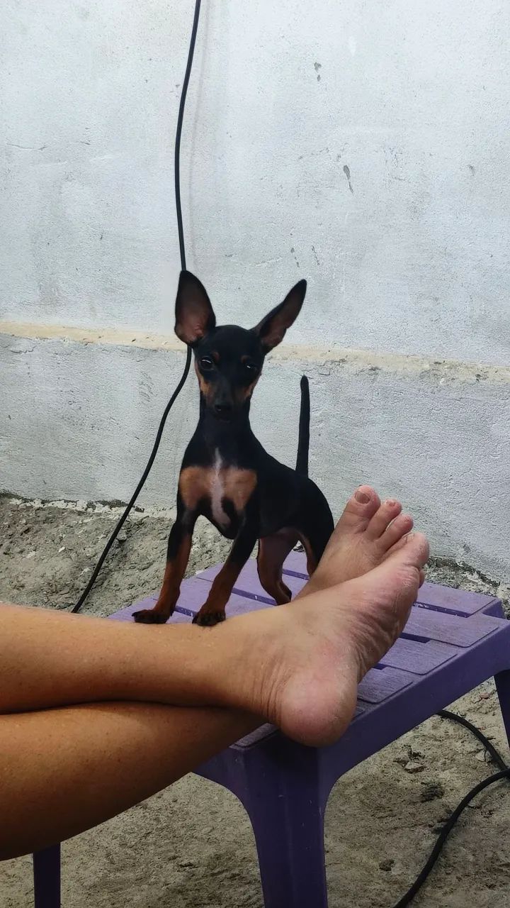 Pinscher  - Foto 3