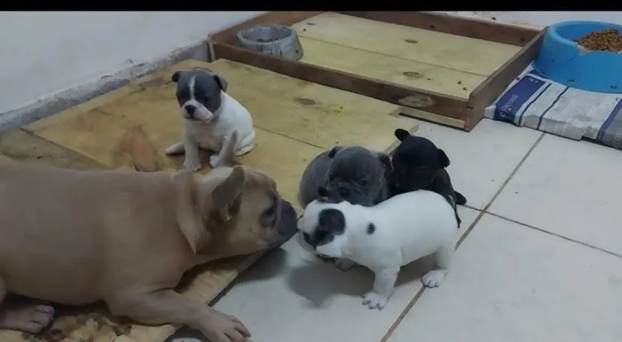 Bulldog frances com pedigree