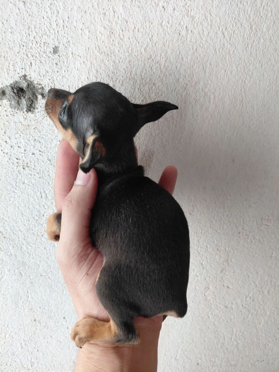 Filhote de pinscher - Foto 3