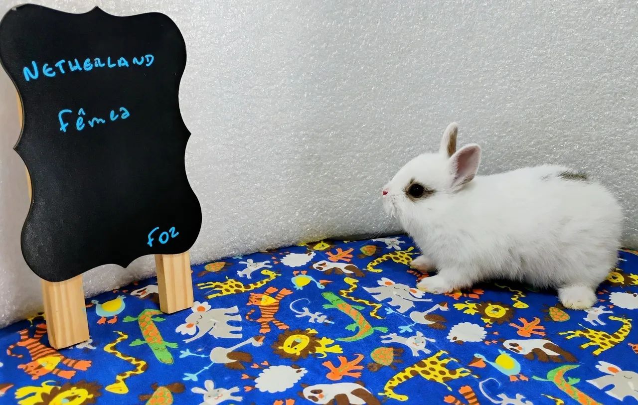 Mini Coelhos Filhotes com 31 dias de vida  - Foto 6