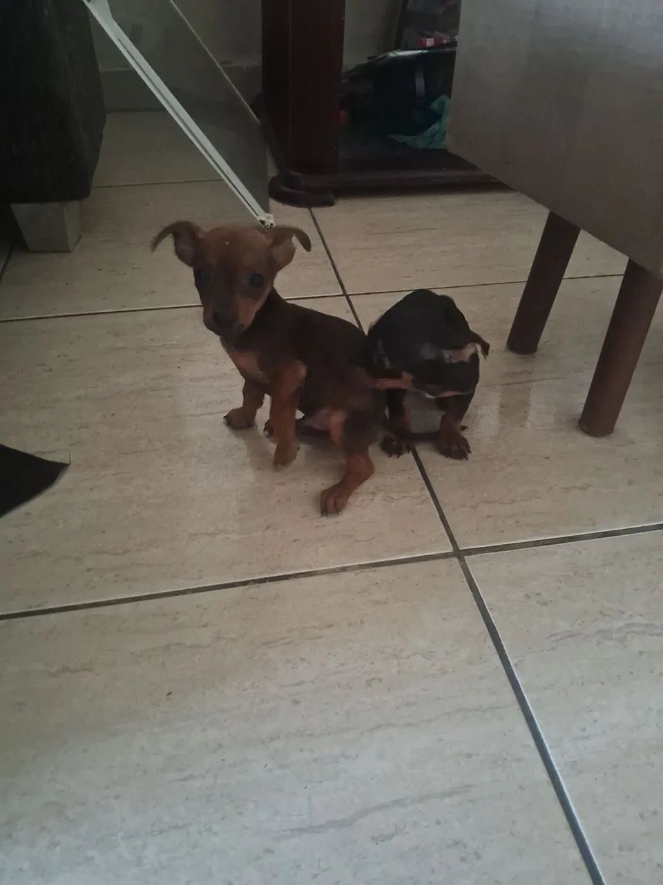 Pinscher macho e fêmea  - Foto 2