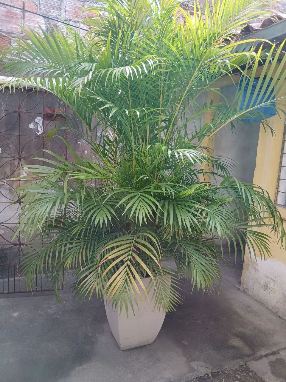 Palmeira - Foto 2