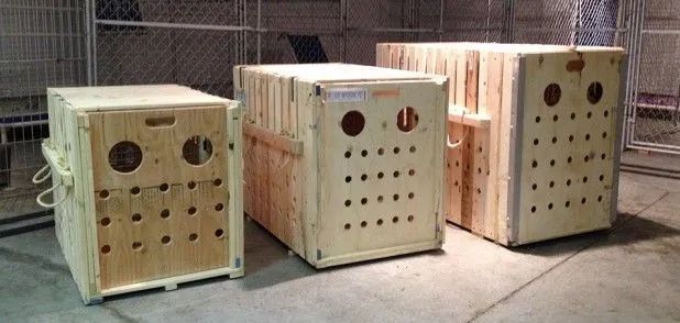 Caixa de transporte para cachorro barco o avião