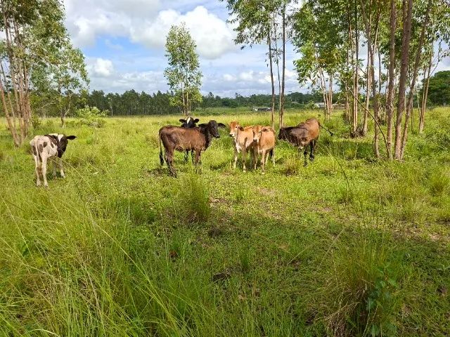 BEZERROS À VENDA - Foto 3
