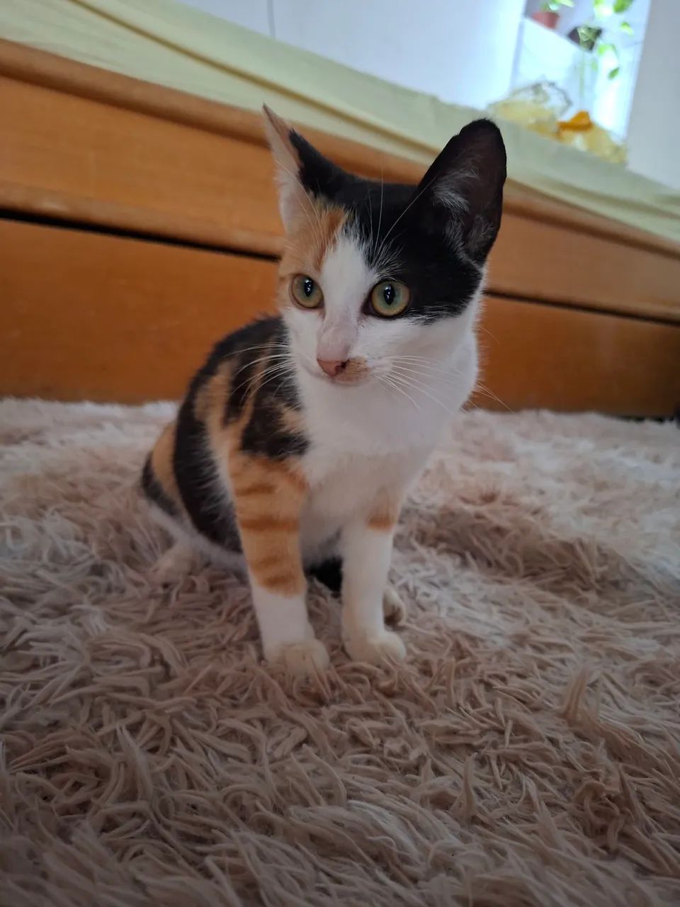 Gatinha para Adoção Responsável 