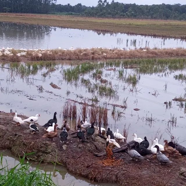 Vendo ou troco patos  - Foto 4
