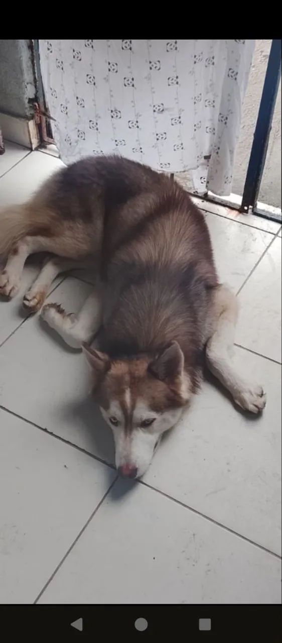 Cachorro Husky Siberiano 