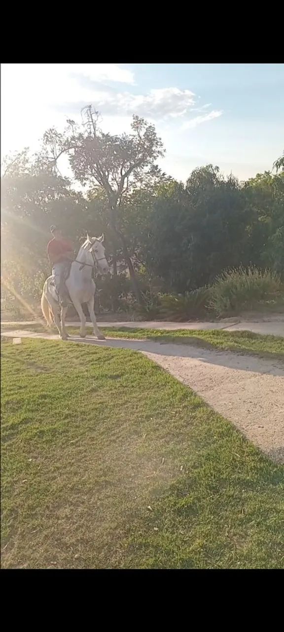 Cavalo - Foto 3