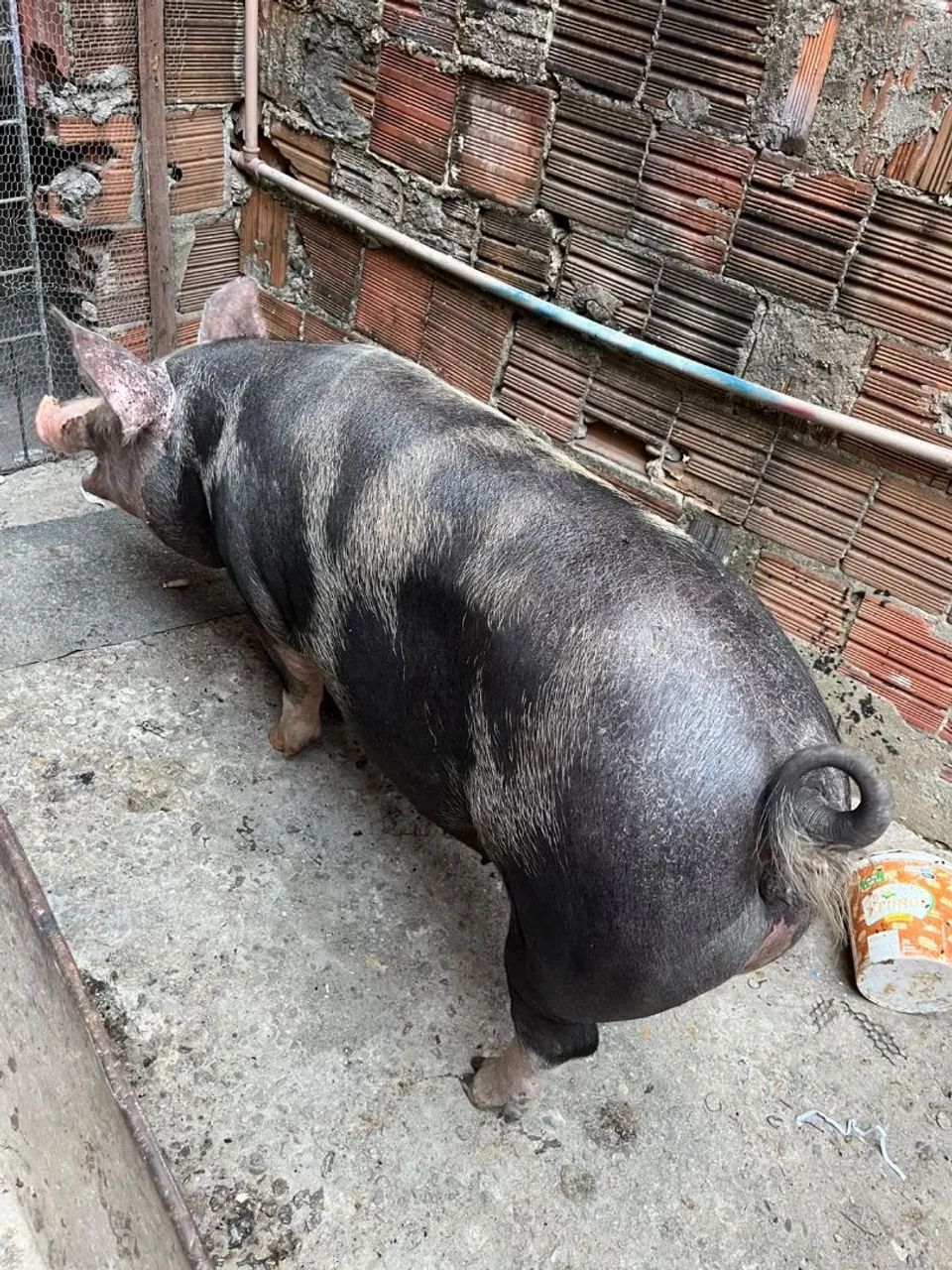 Porca  - Foto 2