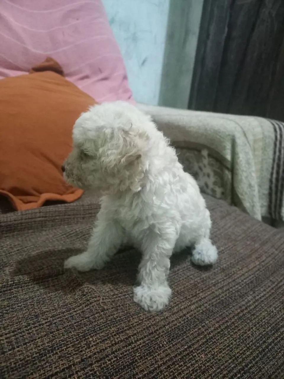 Poodle macho puro - Foto 3