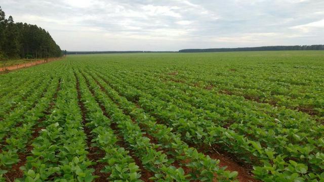 Excelente fazenda de lavoura com 130 alqueires em Amambaí Ms