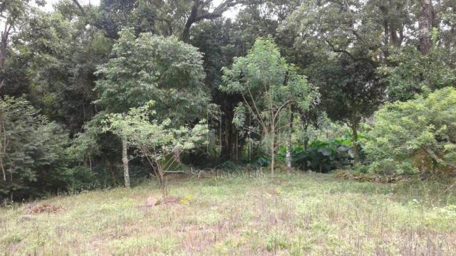 Sítio em gramado, linha tapera, 5 hectares - Foto 2