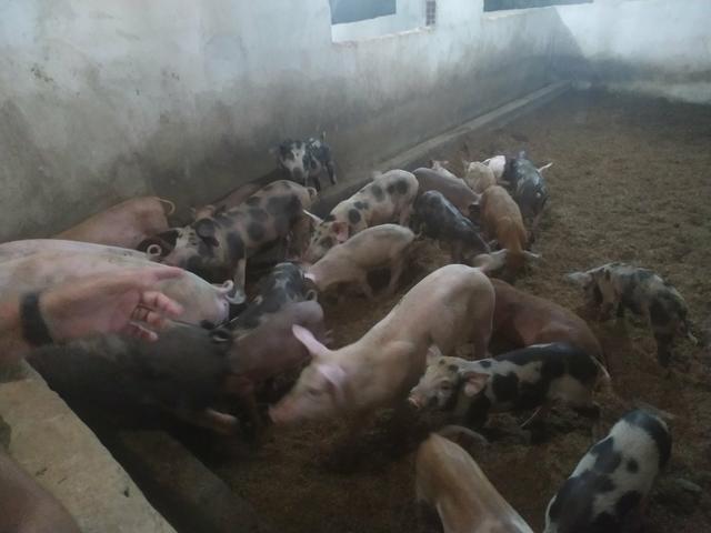 Porcos e leitoes - Foto 3