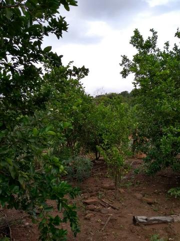 Chacara a venda 2,700 mt coleção de frutas mais de 200 especis dentro da cidade - Foto 13