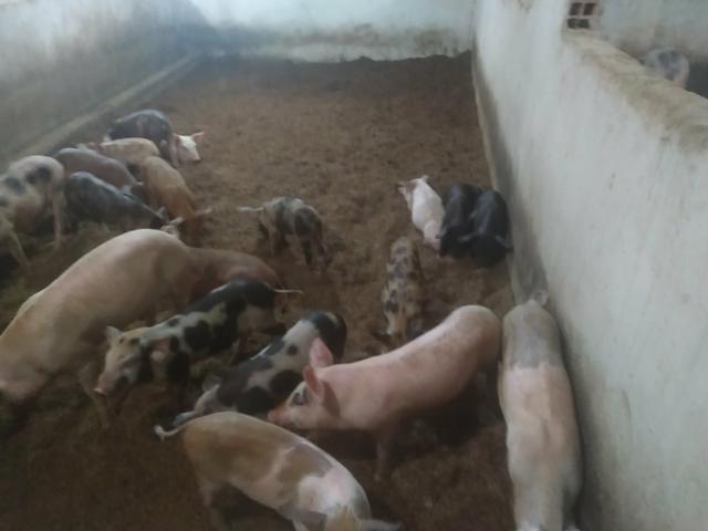 Porcos e leitoes - Foto 2