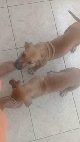 Fila brasileira