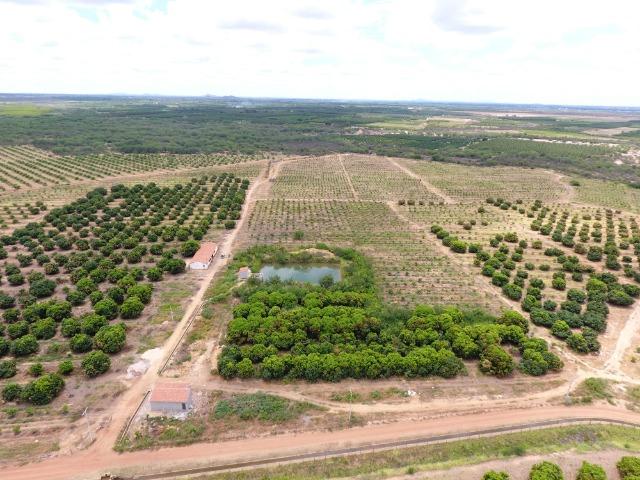 Fazenda 43 Hectares - Venda