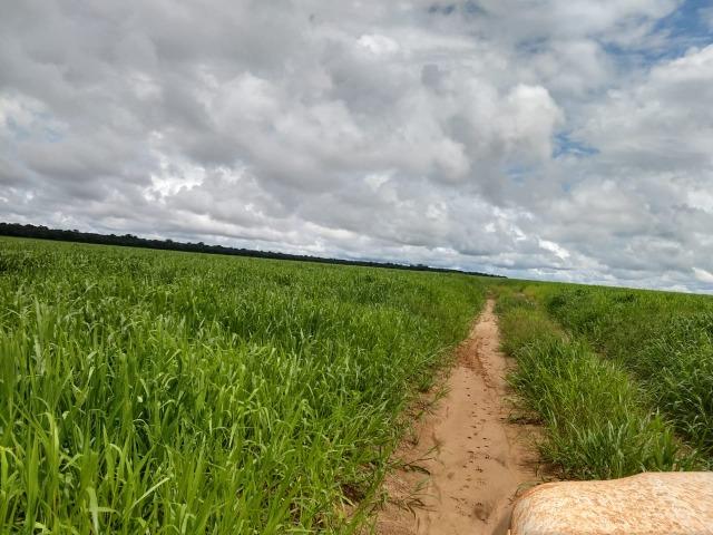 2.400 Há em Lavoura. S.J Xingu-MT - Foto 12