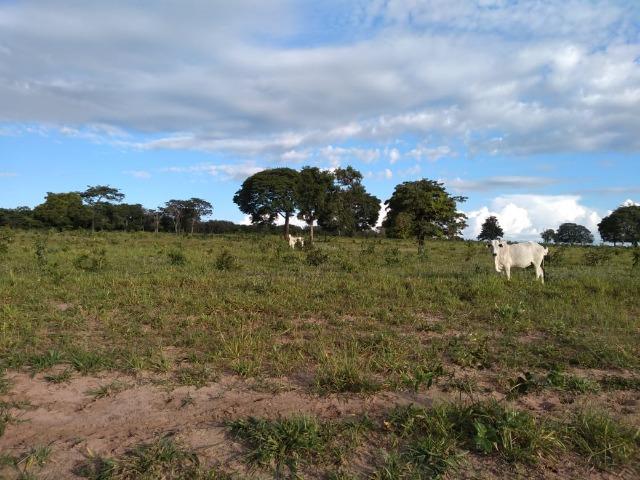 2.253 Há. Alto Garças-MT (Plana ao Lado Lavoura) - Foto 13