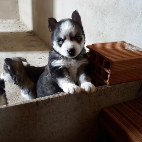 Husky siberiano Wooly - Foto 5