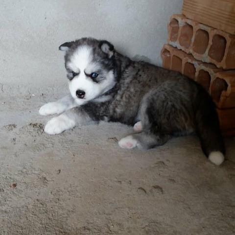 Husky siberiano Wooly - Foto 2
