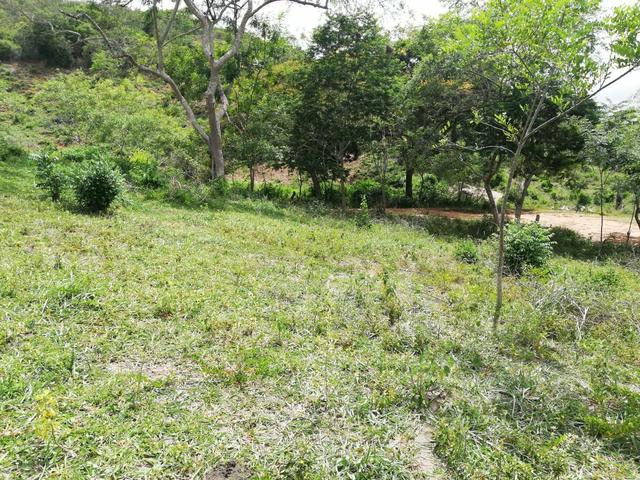 Oportunidade Fazenda de 175 hec por 430 mil - Foto 9