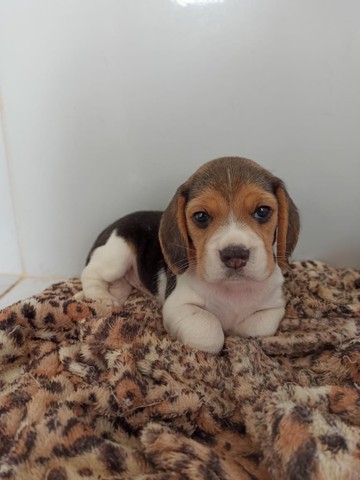 Beagle mini/ PR/ @canilcanaaa  - Foto 4