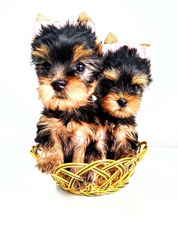 Yorkshire terrier filhotes