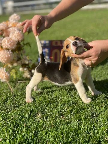 Formidáveis mini beagles  - Foto 3