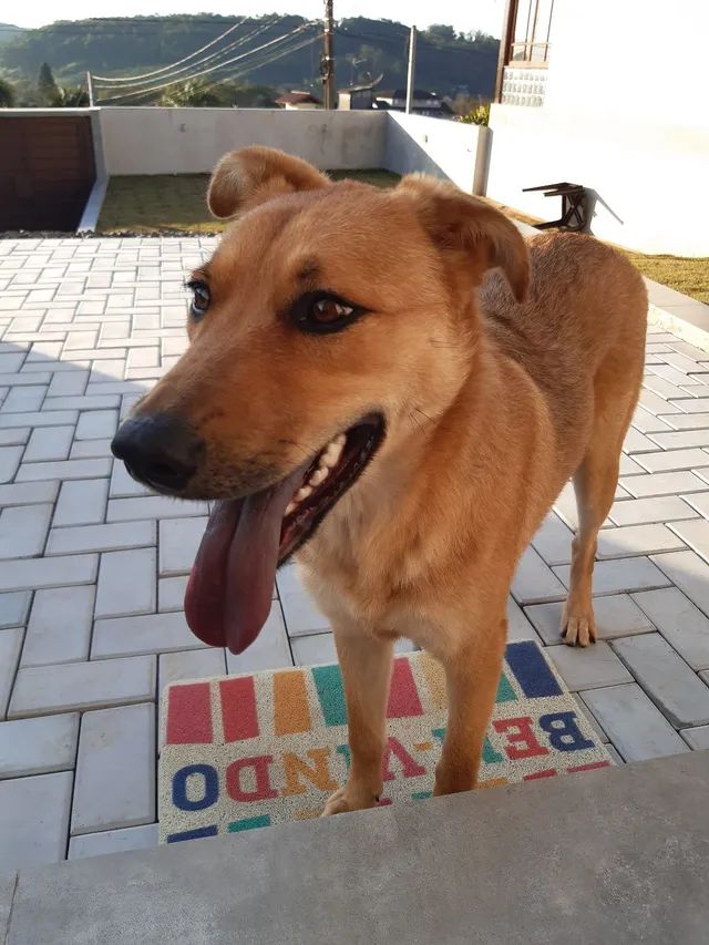 Adoção cachorro fêmea  - Foto 3