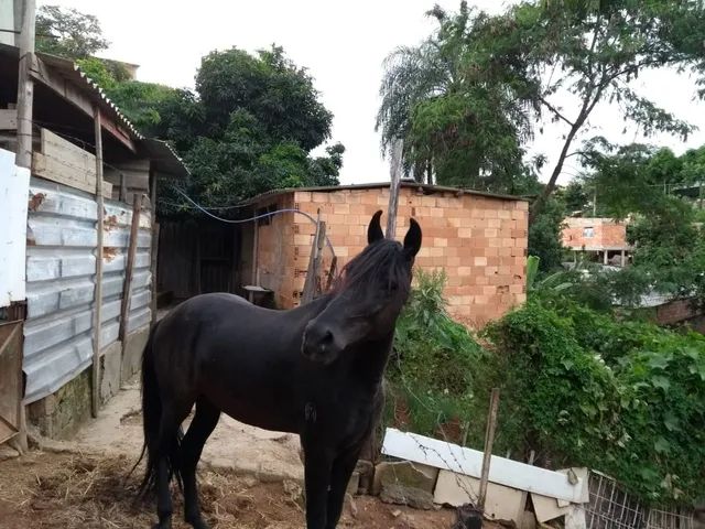 Vendo mangalarga marchador  - Foto 5