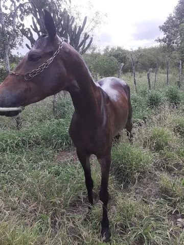 Egua quarto de milhã pura linda nova 4 anos