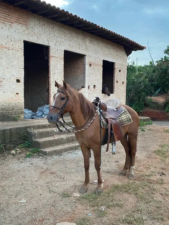 Cavalo macha picada para venda - Foto 2