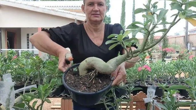 Terra  substrato para Rosa do Deserto - 40 Litros - Foto 3