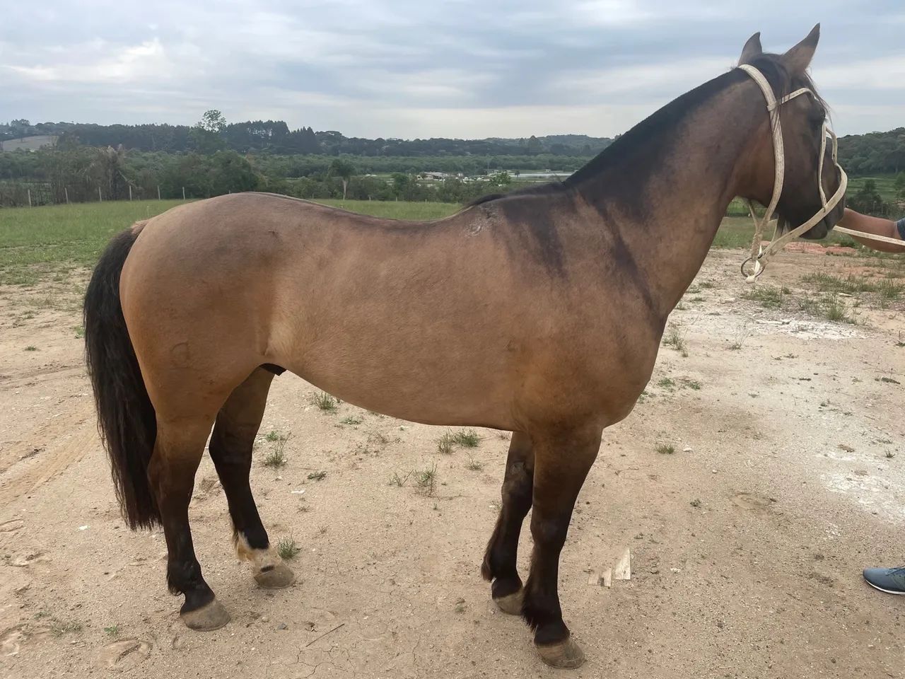 Cavalo Crioulo 7 anos - Foto 3