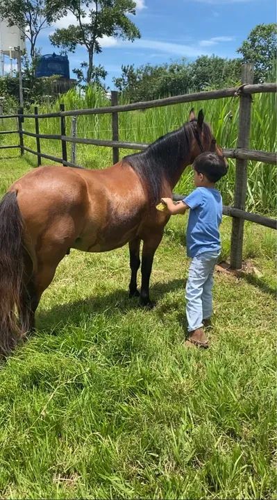 Vendo pônei manso  - Foto 2