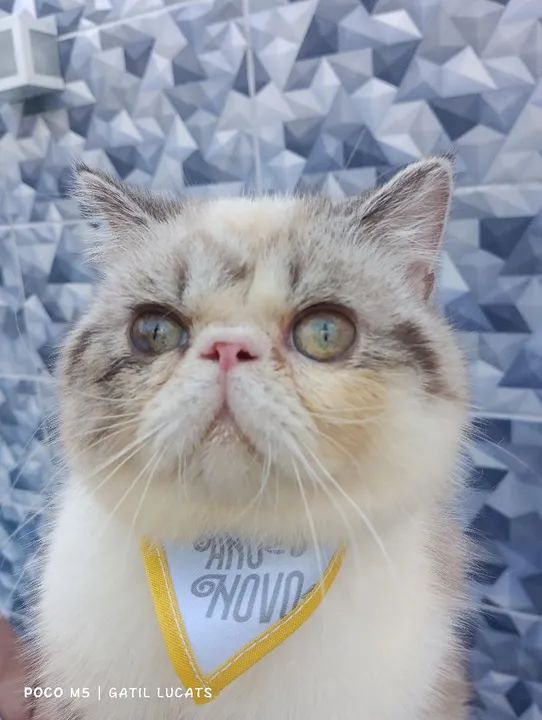 Persa macho exótico  facilito pagamento