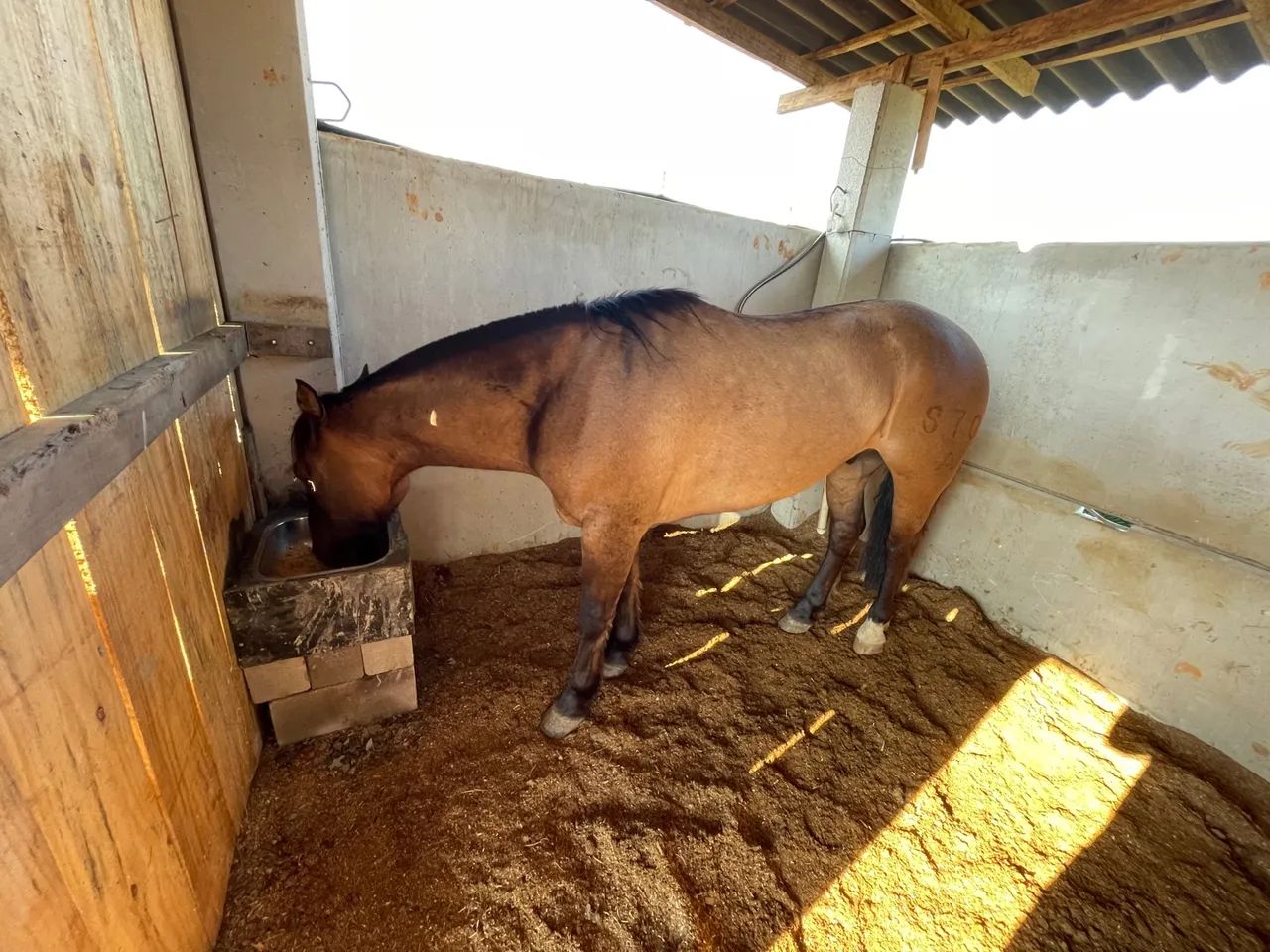 Cavalo Crioulo 7 anos - Foto 2