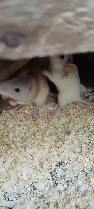 Lindas ratas twisters - Foto 3