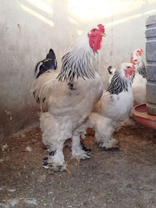 Galinhas raça brahma lemon e brahma light - Foto 4