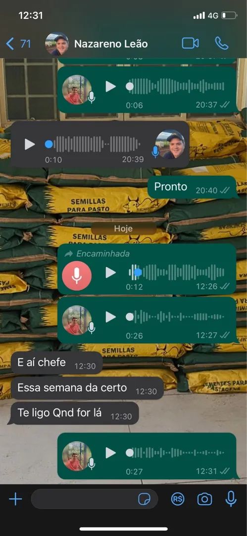 Sementes para Pastagem - garantia de germinação - sacos de 15 quilos - Foto 4