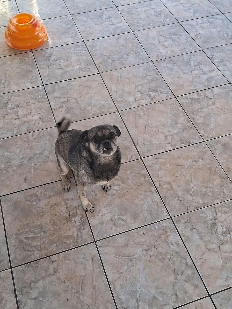 Pug Adorável para Adoção