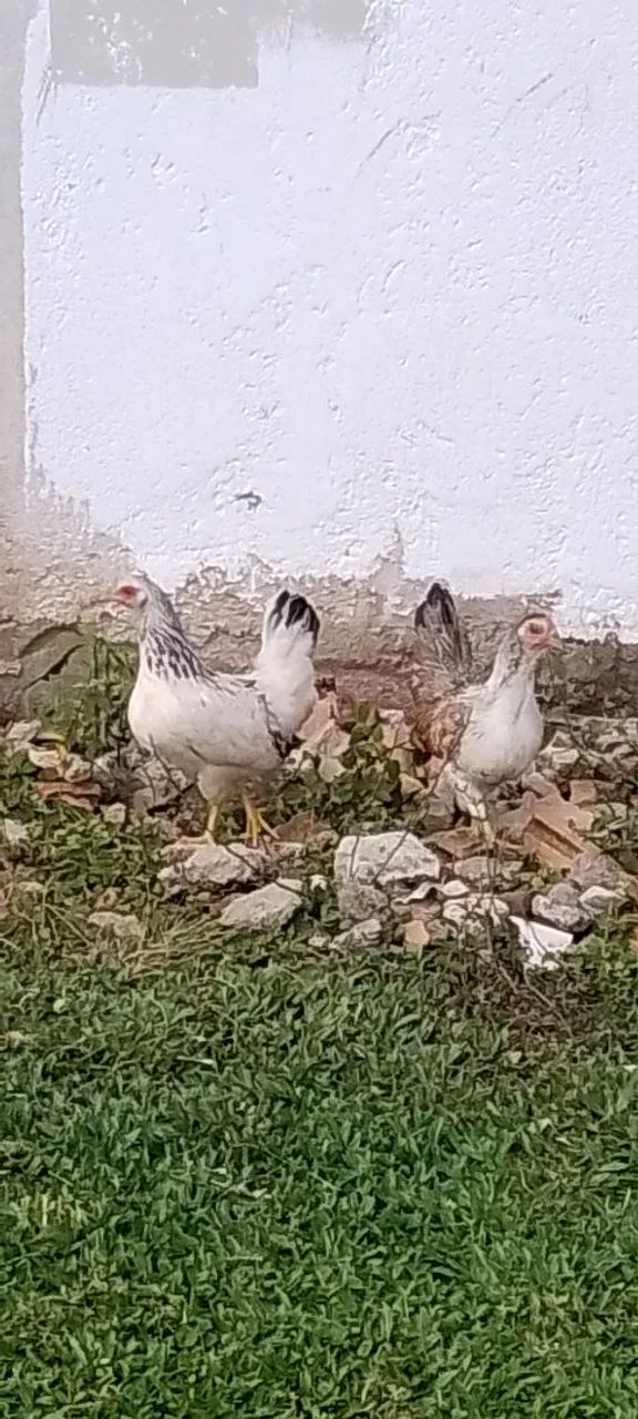 Míni galizes  - Foto 4