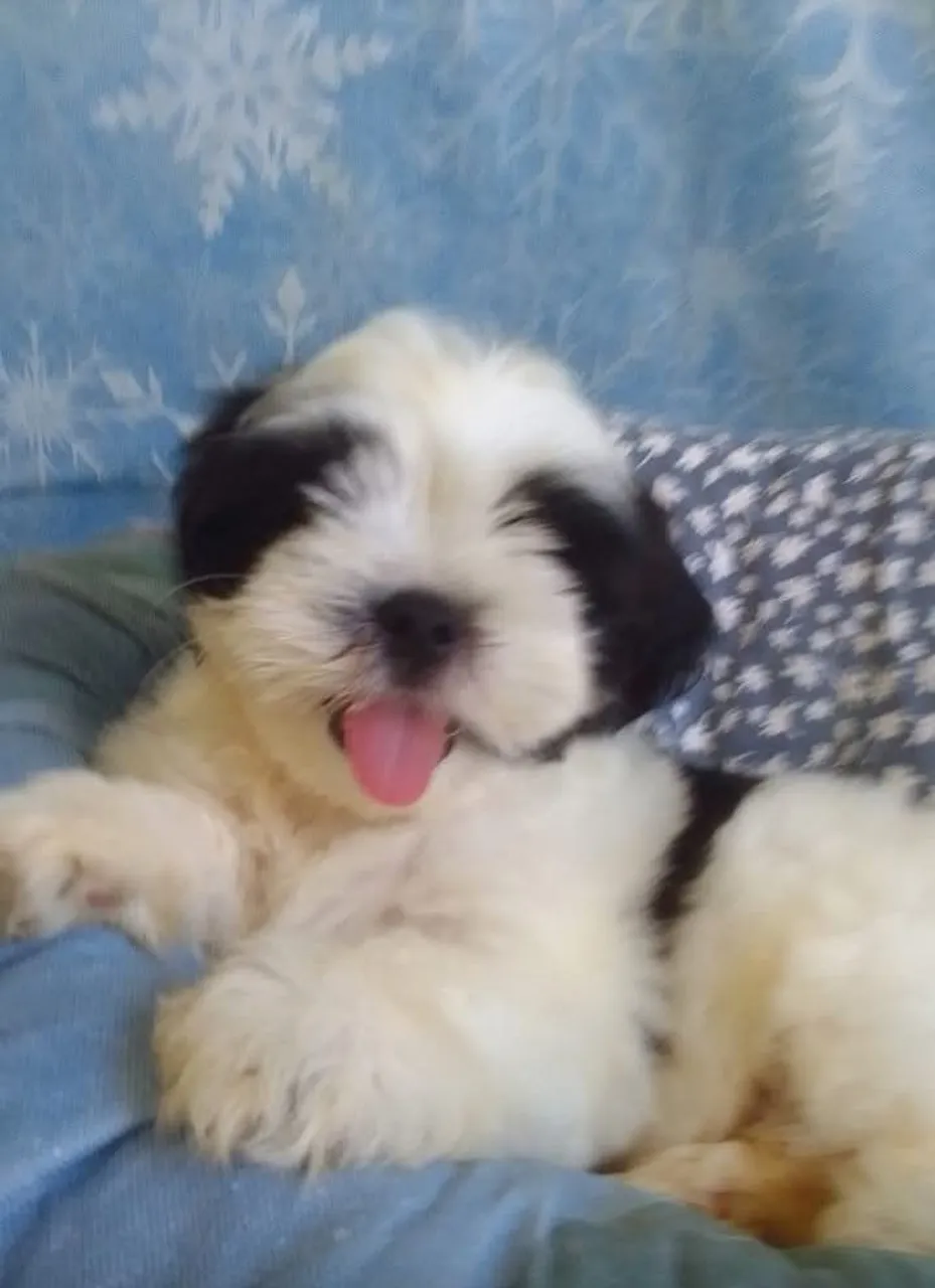 Filhote Shih Tzu
