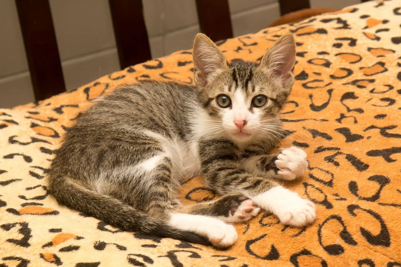 Doa-se filhotes de gatos machos Campo grande/RJ - Foto 2