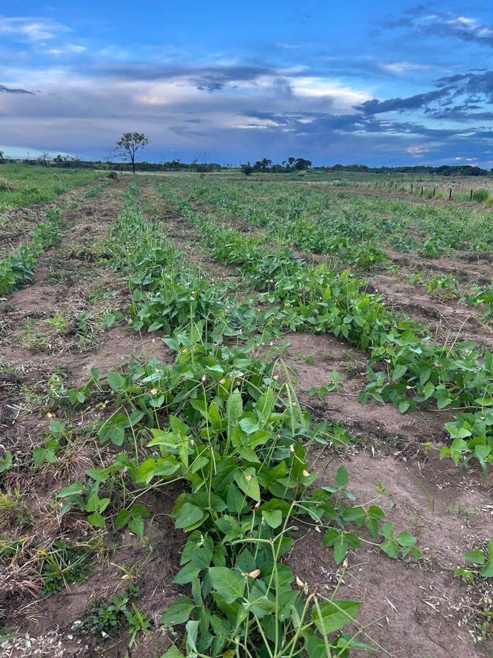 Plantação de abobrinha, Quiabo, Feijão e Mandioca  - Foto 2