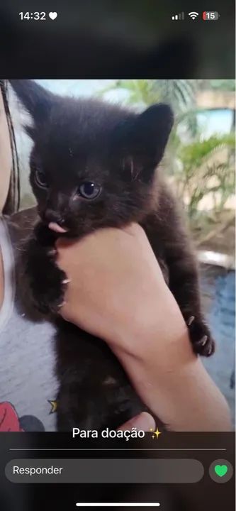 Gato para a doação 