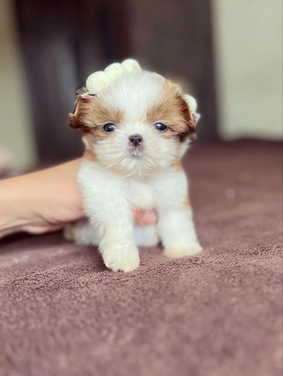 SHITZU FILHOTE FÊMEA - Foto 2